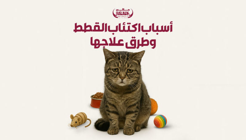 أسباب اكتئاب القطط وطرق علاجه